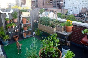 maak van je balkon een tuin
