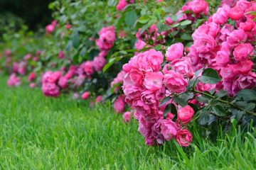 Roos in je tuin