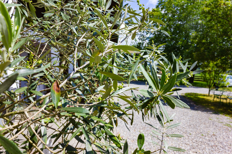 olijfbomen in de tuin