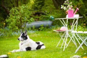 hondvriendelijke tuin maken