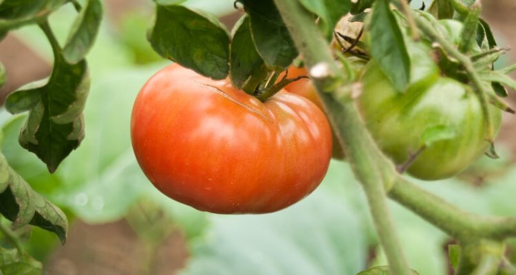 Hoe en wanneer tomaten zaaien