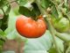 Hoe en wanneer tomaten zaaien