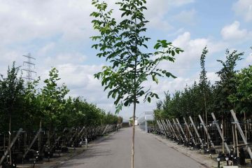 Walnotenboom-betuwebomen (1)