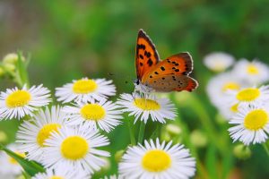 Hoe krijg je vlinders in de tuin