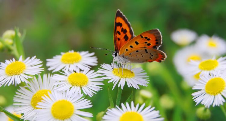 Hoe krijg je vlinders in de tuin