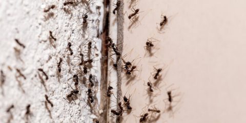 natuurlijke-middelen-tegen-mieren