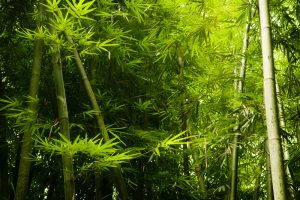bamboe in de tuin