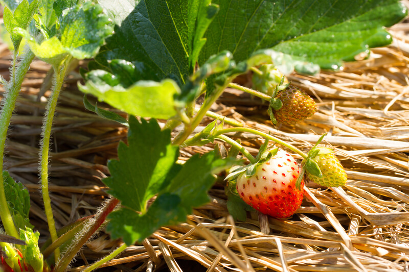 de juiste manier om Aardbeien planten te kweken