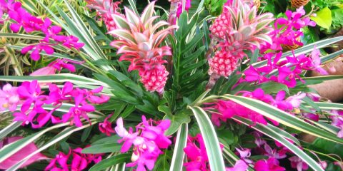 Tropische bloemen die je binnen en buiten kunt houden