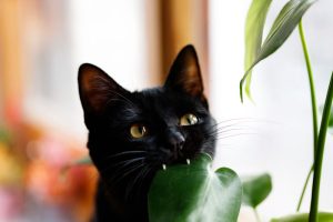 Kamerplanten die niet gevaarlijk zijn voor katten en honden