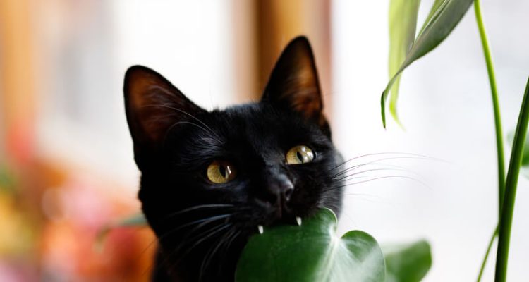 Kamerplanten die niet gevaarlijk zijn voor katten en honden